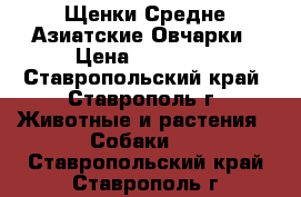 Щенки Средне Азиатские Овчарки › Цена ­ 20 000 - Ставропольский край, Ставрополь г. Животные и растения » Собаки   . Ставропольский край,Ставрополь г.